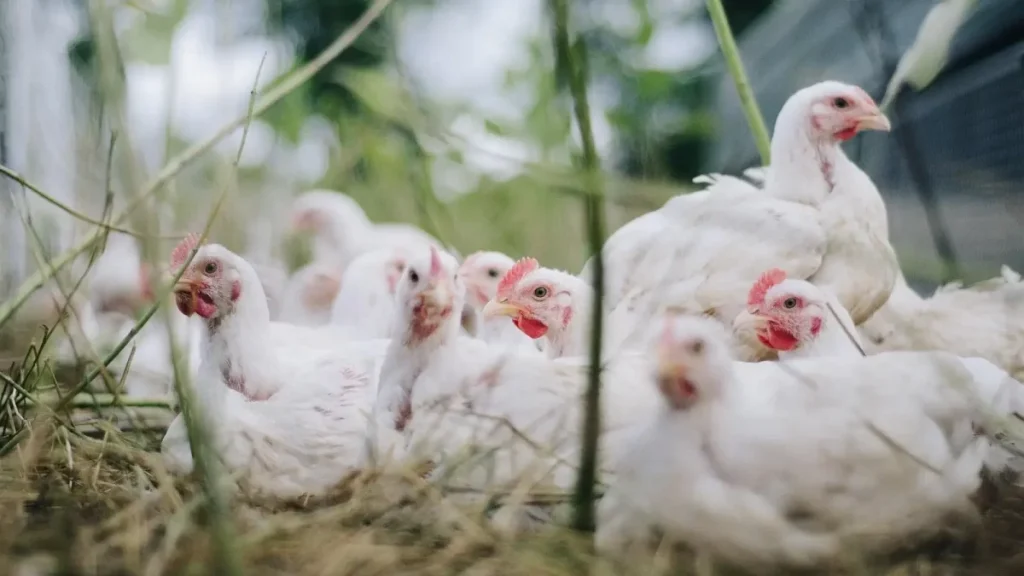 Awas, Ini 8 Penyakit Berbahaya pada Ayam Broiler!
