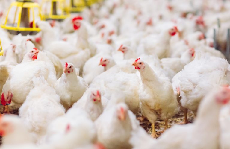 Intip 4 Tips Mengatur Kelembaban di Kandang Ayam Broiler