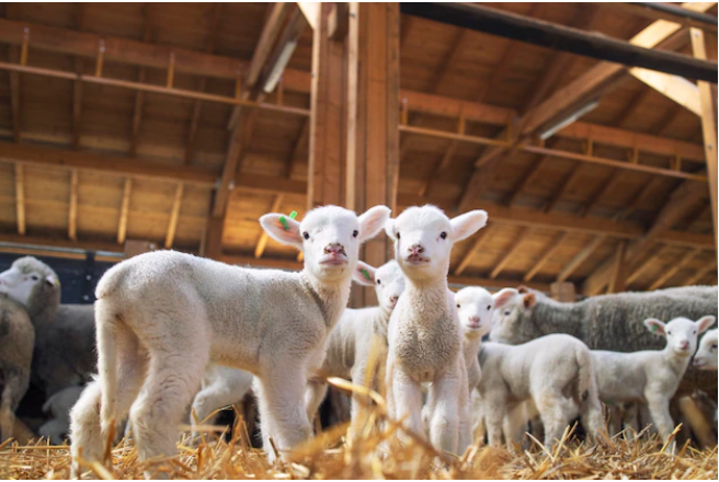 Bikin Untung, Ini Modal Awal Bisnis Domba Breeding