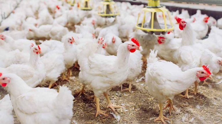 Bagaimana Cara Pemberian Obat pada Ayam Broiler?